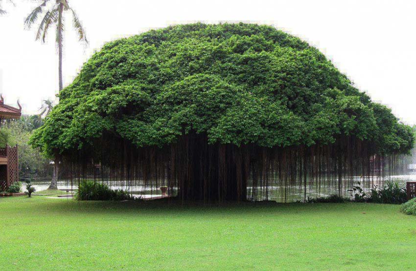 Աշխարհի 10 «այլմոլորակային» ծառերը