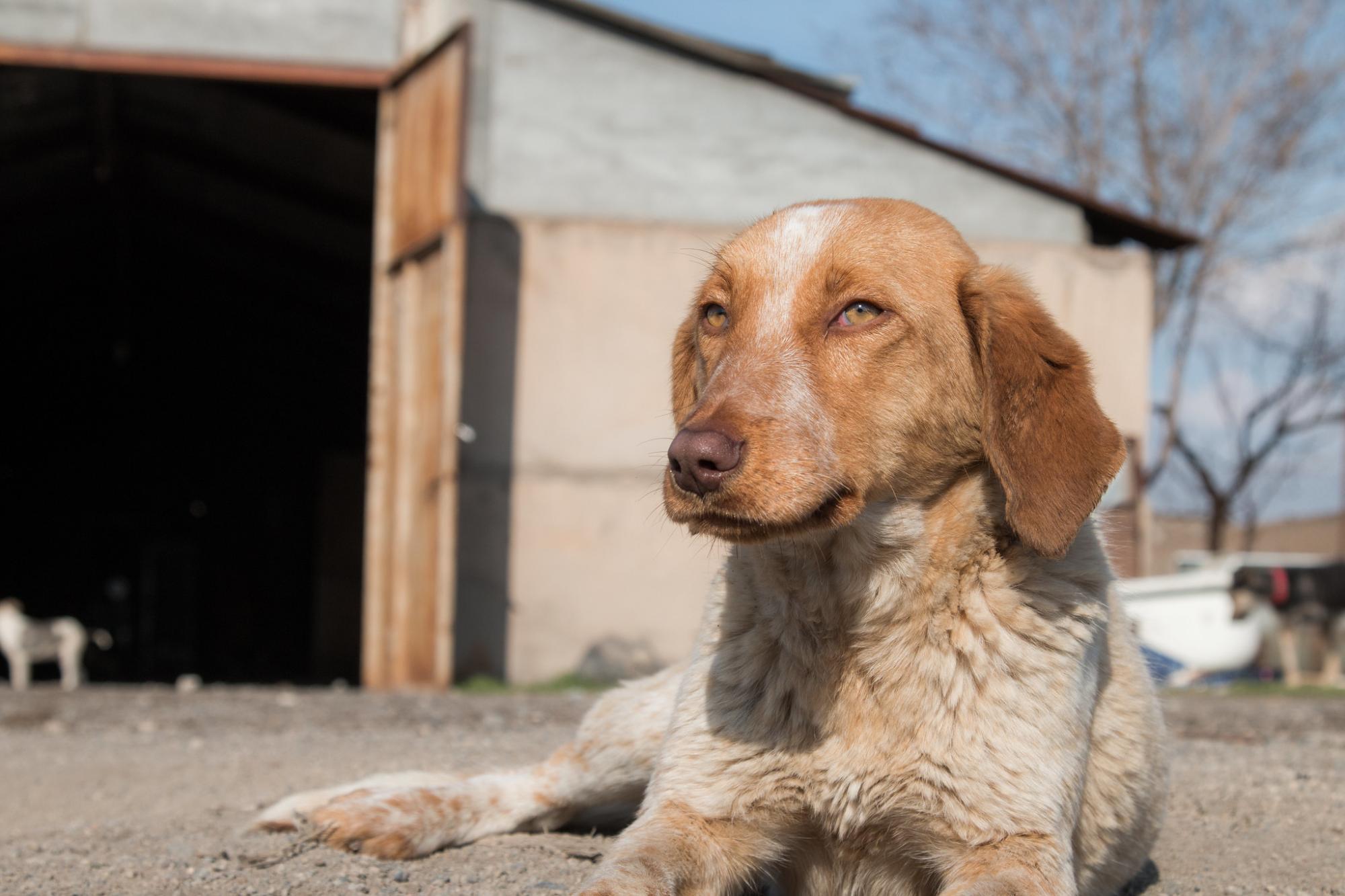 Դիլիջան ազգային պարկի տնօրենին մեղադրանք է առաջադրվել՝ շանը դաժանաբար սպանելու համար