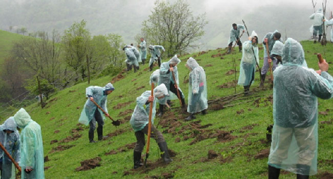 Հայաստանում գարնանային ծառատունկին կտնկվի 34 000 ծառ և թուփ