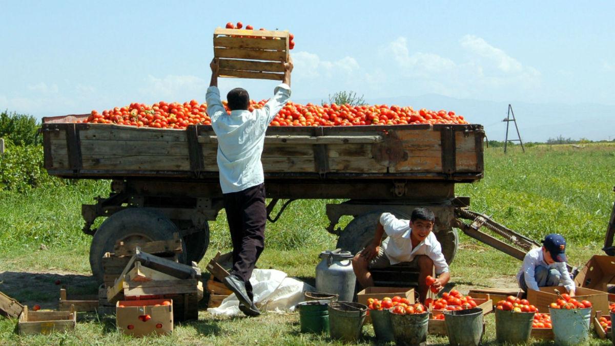 Սևա՞նն է արդյոք «մեղավոր» գյուղոլորտի անկման համար