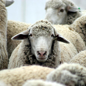 Դիվերսիֆիկացում ոչխարներով