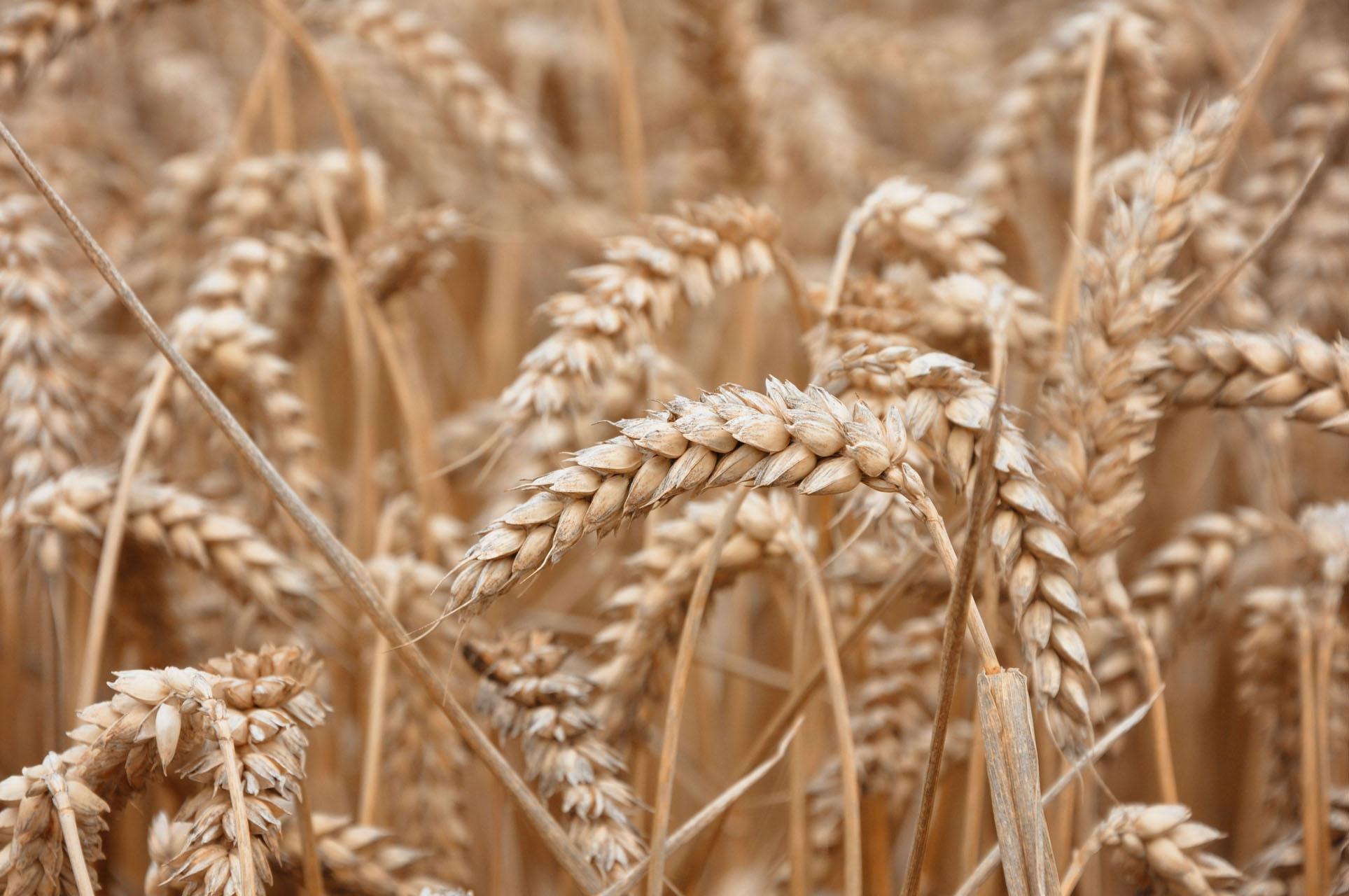Does Armenia Have Enough Wheat to Meet Its Needs
