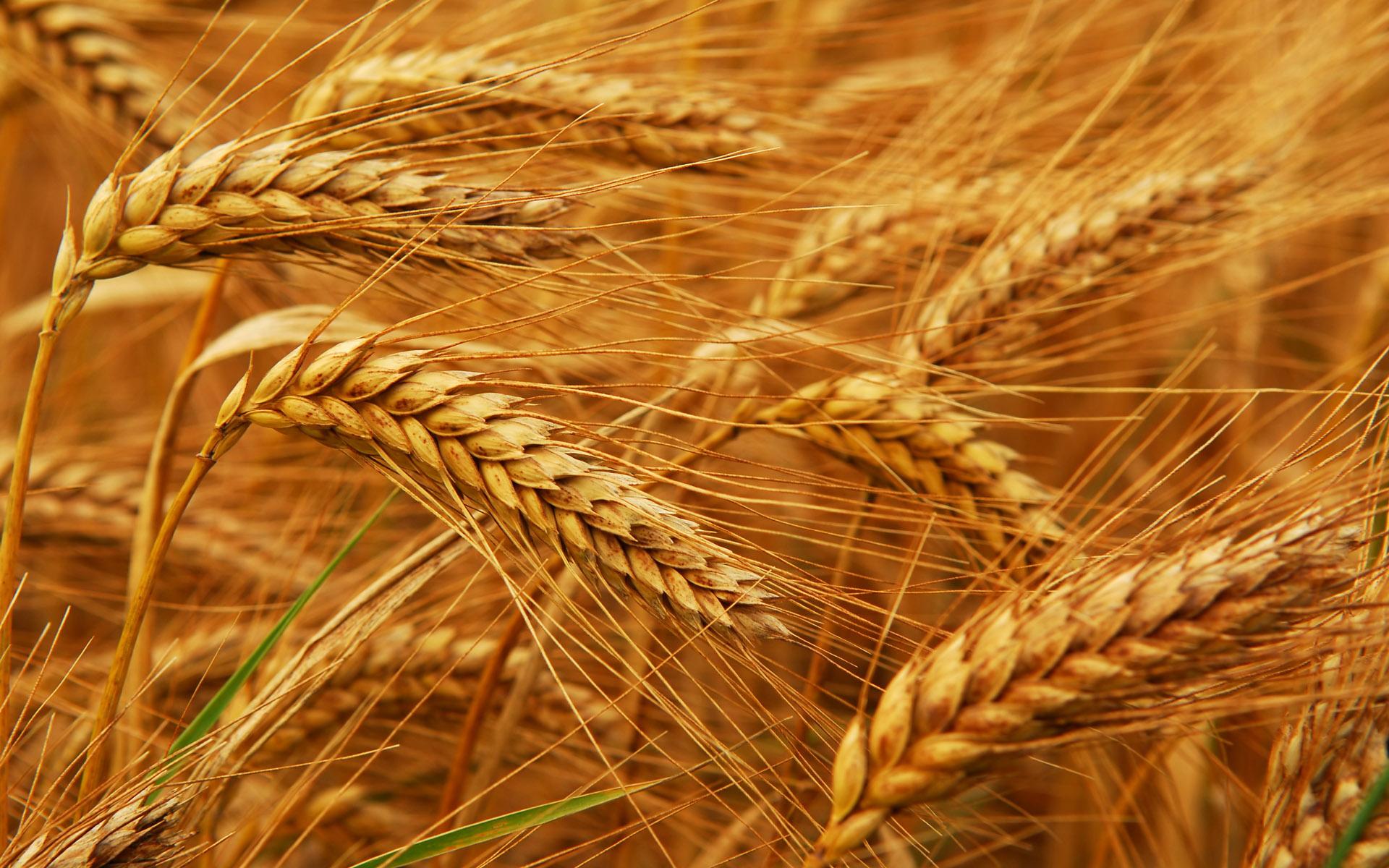 Ինքնաբա՞վ է Հայաստանը ցորենի սպառման անհրաժեշտ պաշարների առումով