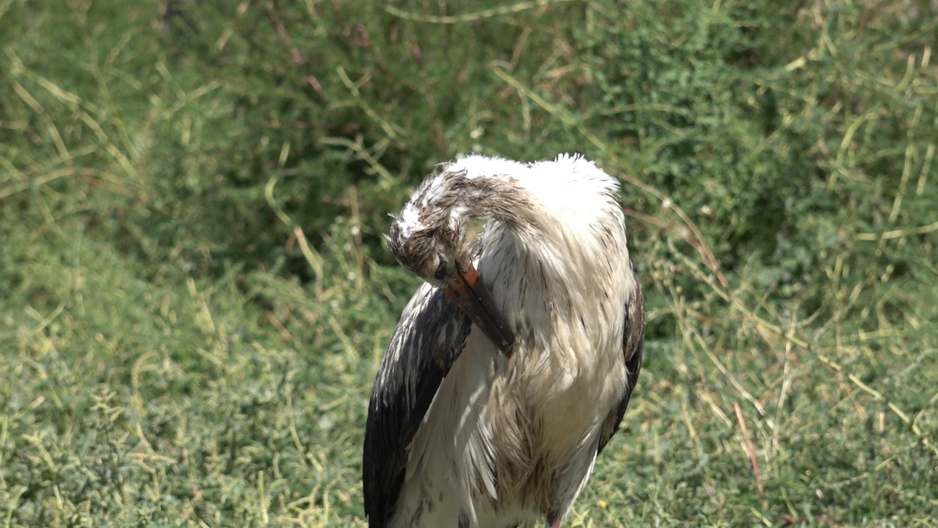 Storks In Armenia Face a Massive Decline