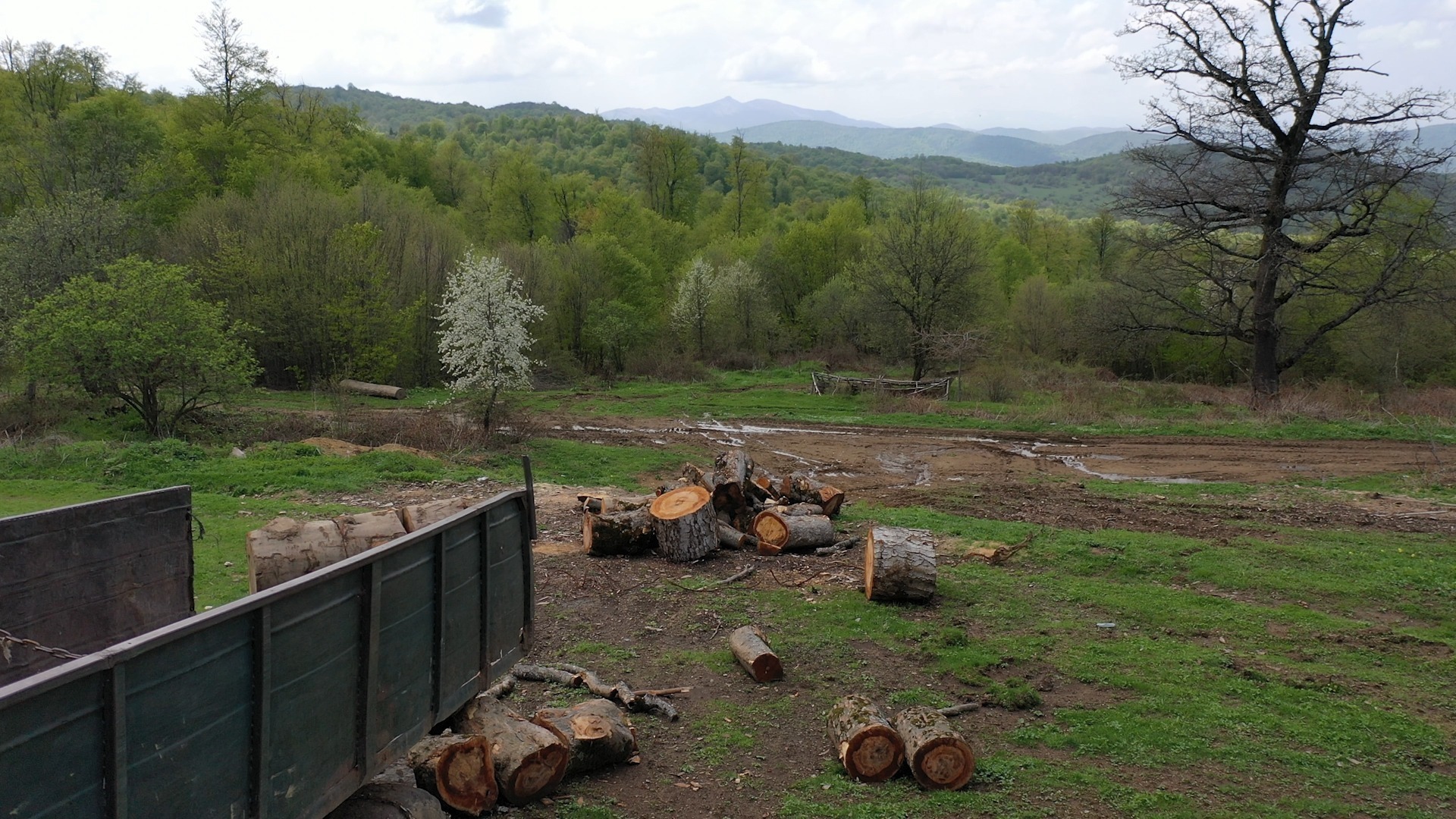 Illegal Deforestation Rises in Armenia