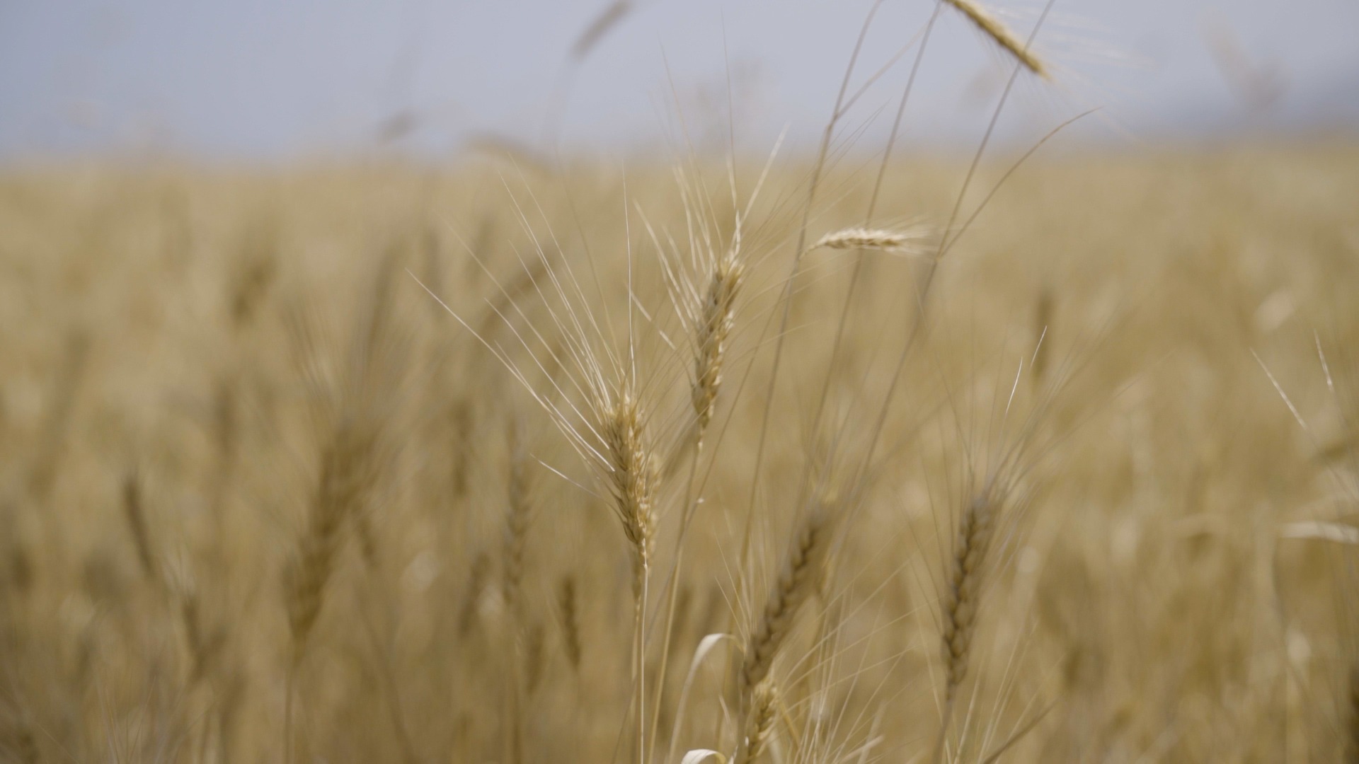 Decline in wheat production may impact Armenia’s food security