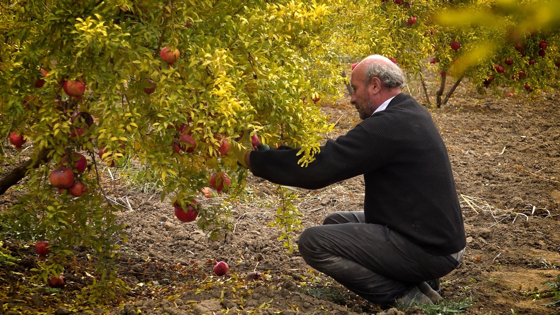 In Karabakh, villagers harvest pomegranates few meters away from Azerbaijanis