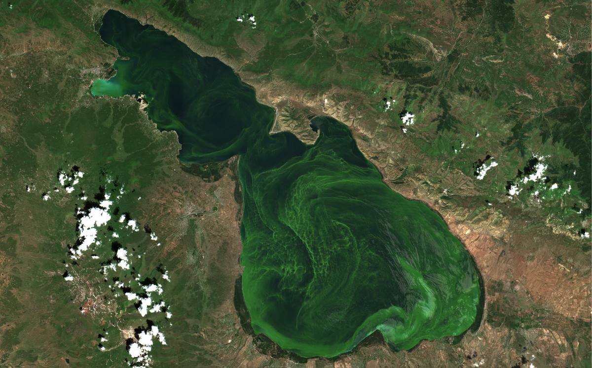 Ինչո՞ւ է կանաչում Սևանա լիճը, պարզաբանում է շրջակա միջավայրի նախարարությունը