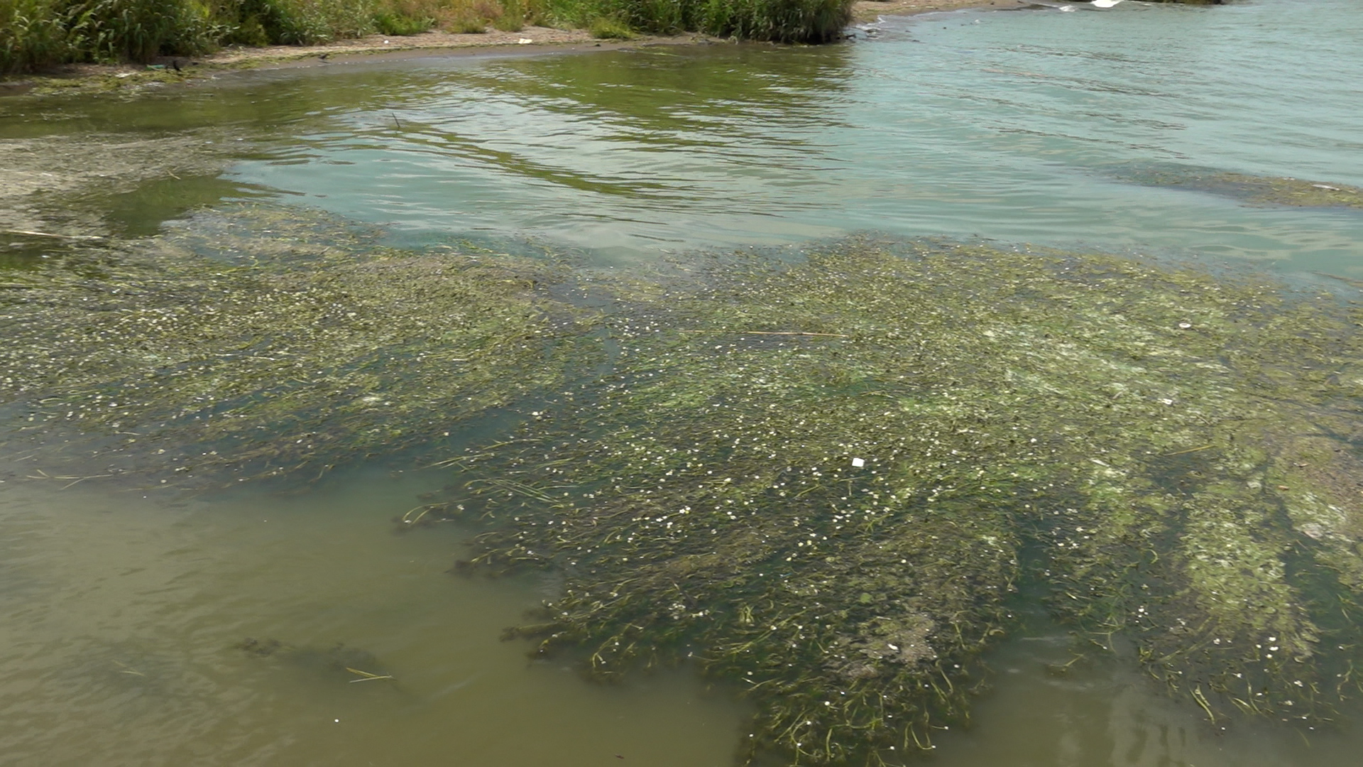 Algae in Lake Sevan: More environmental woes