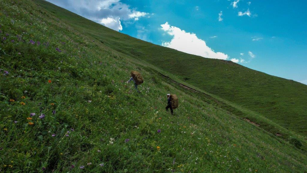 Լոռիում Վիվա-ՄՏՍ-ի աջակցությամբ 20 հազար ծառ է մուլչապատվել