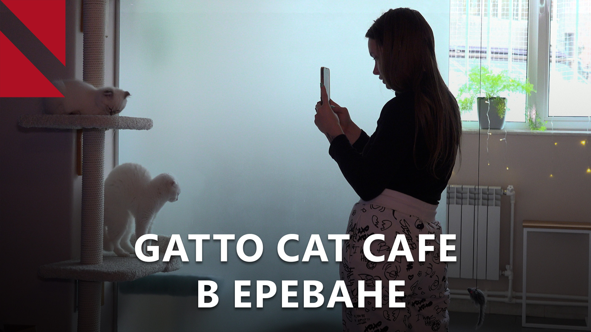 GATTO CAT CAFE