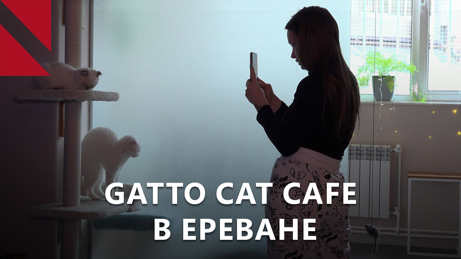 Gatto cat cafe: первое котокафе Армении