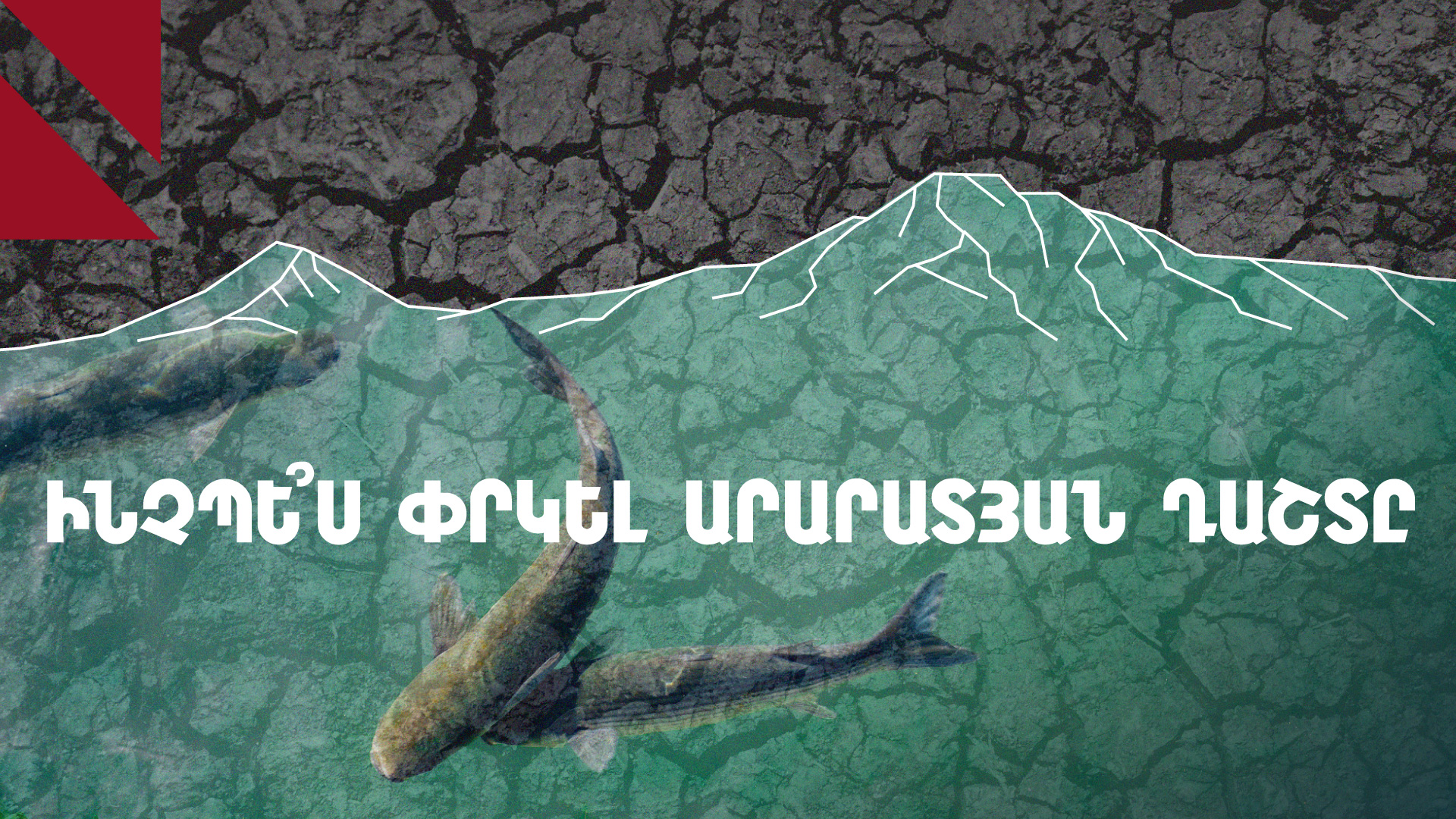 Ձկնաբուծարաններն ու Արարատյան դաշտի աղետը 