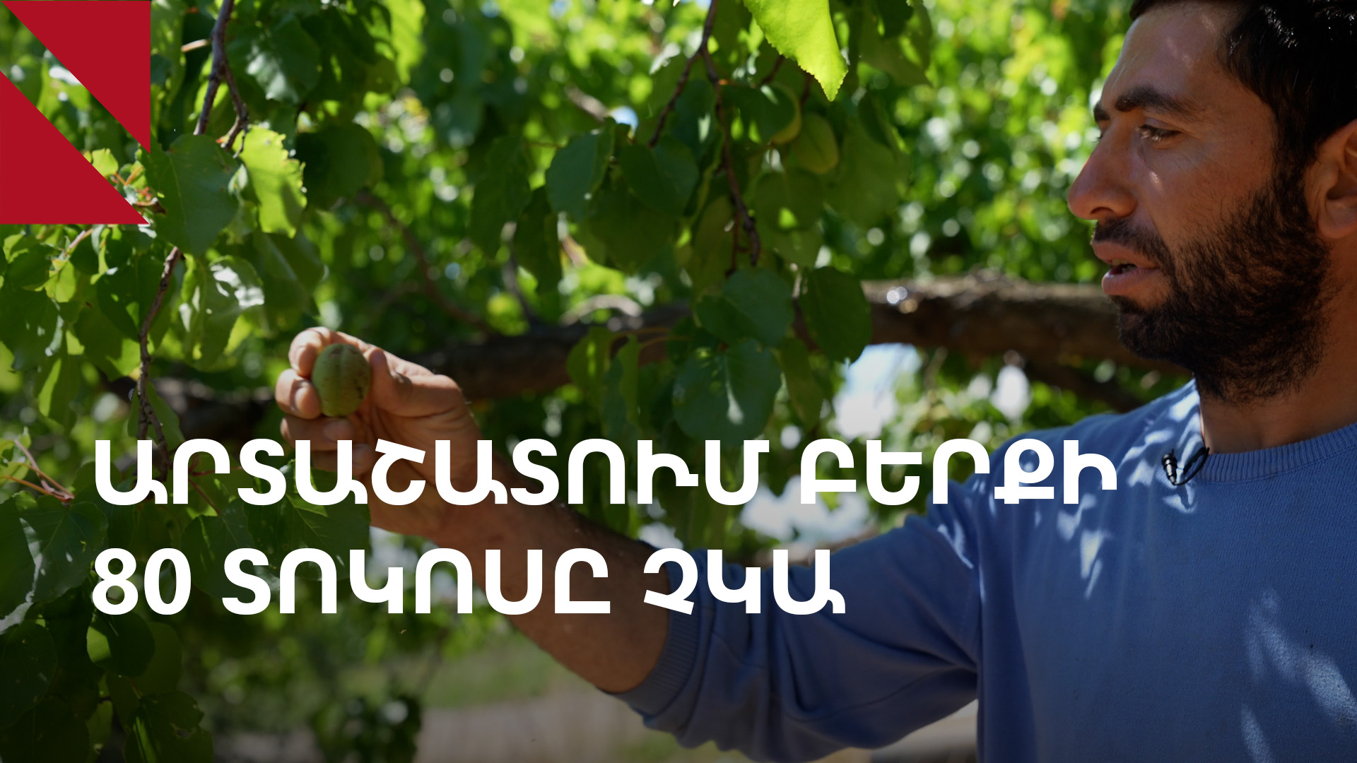 Արարատի մարզում կարկուտն ու սելավը վնասել են բերքի 70-80 տոկոսը