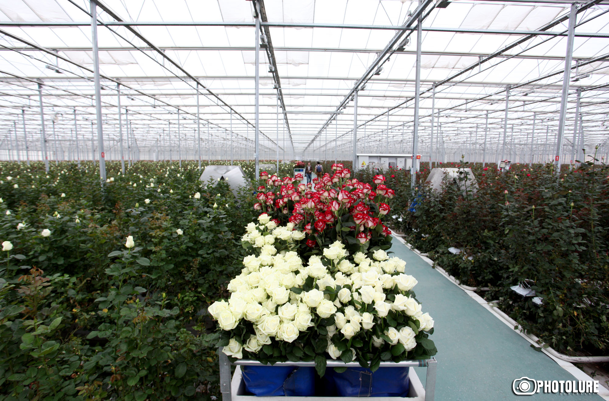 Russia to halt flower imports from Armenia over alleged pests